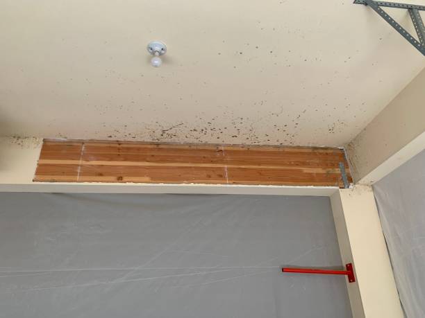 Best Mold Documentation for Insurance Claims  in USA